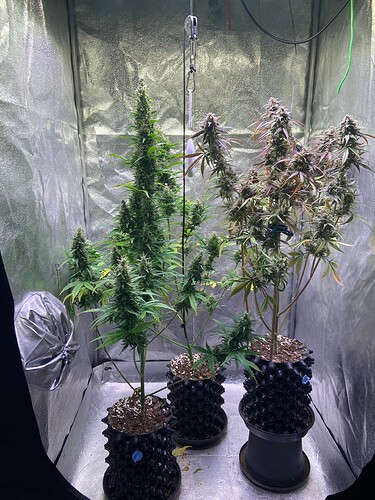 Growreport Bild 2