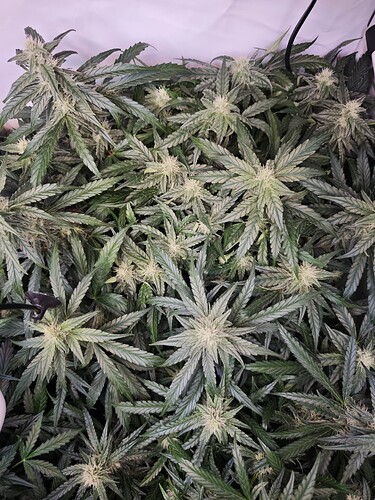 MVIMG_20251102_201303