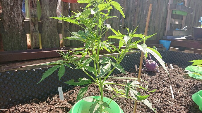 Growreport Bild 45