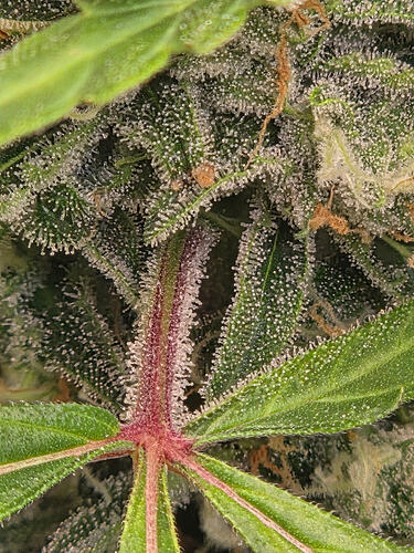 Nahaufnahme eines stark mit Trichomen bedeckten Cannabis-Blütenstandes mit rötlichem Blattstiel.