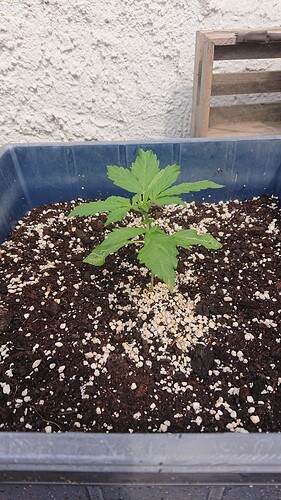 Growreport Bild 2