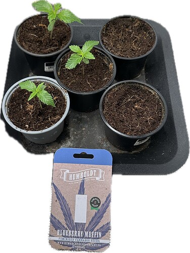 Growreport Bild 2