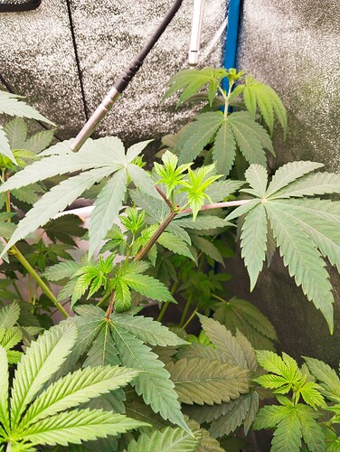 Growreport Bild 4