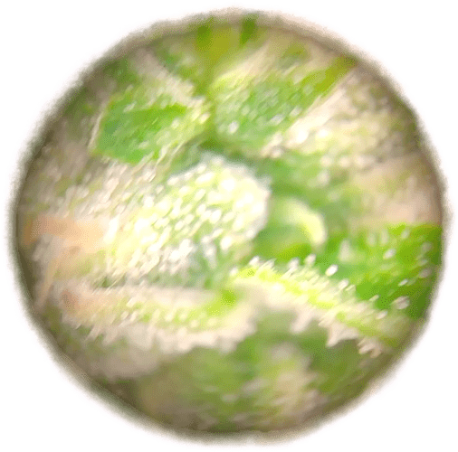 Growreport Bild 3