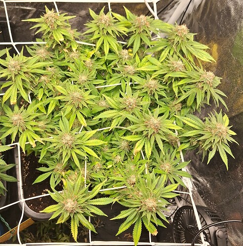 Growreport Bild 3