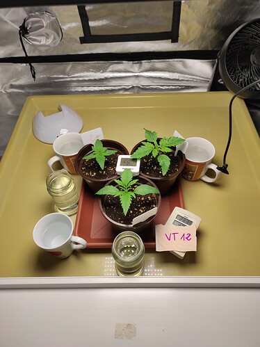 Growreport Bild 25