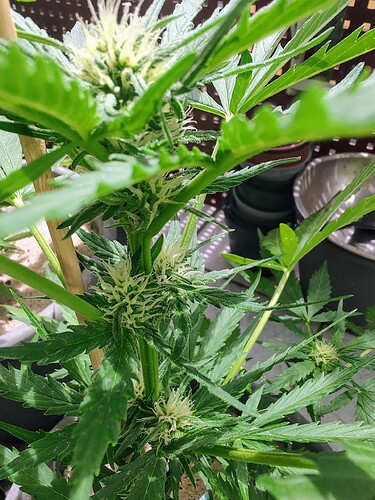 Growreport Bild 2