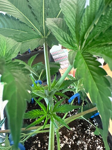 Growreport Bild 96