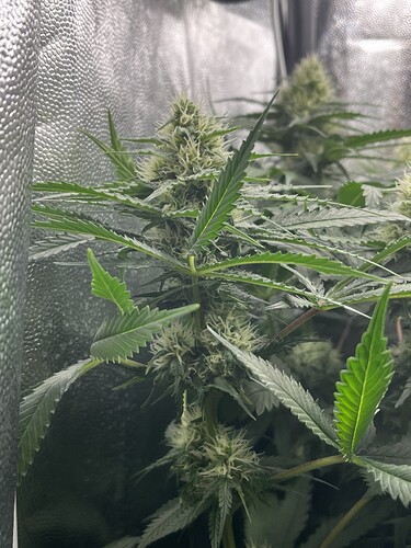 Growreport Bild 13