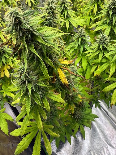 Growreport Bild 13
