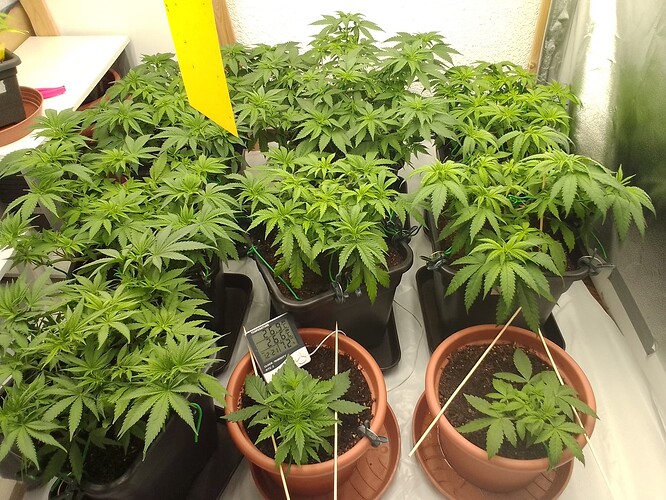 Growreport Bild 8