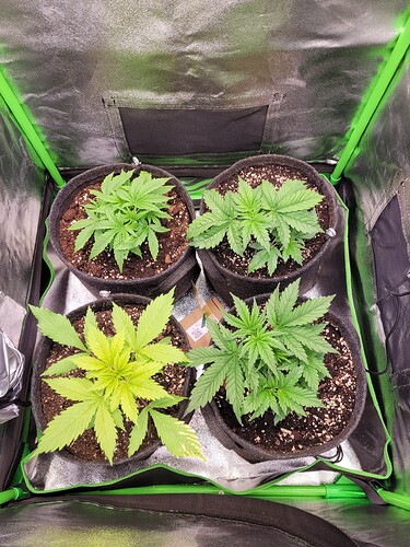 Growreport Bild 12