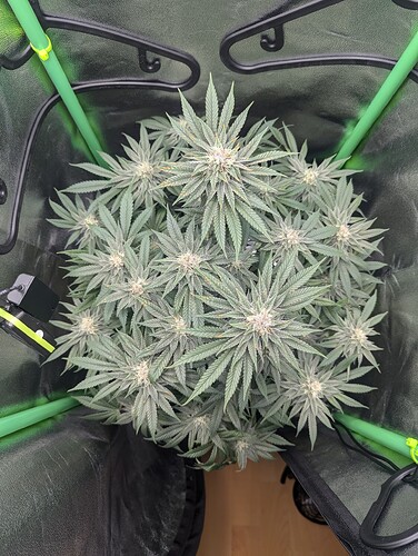 Growreport Bild 2