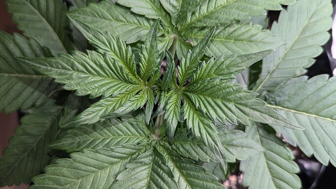 PXL_20240715_161903637