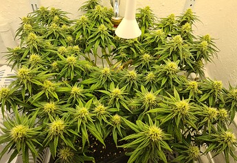 Growreport Bild 84
