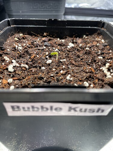 Growreport Bild 11