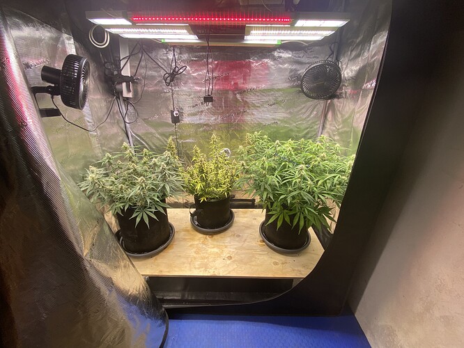 Growreport Bild 65