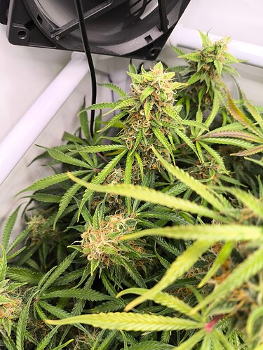 Growreport Bild 4