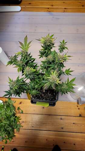 Growreport Bild 13