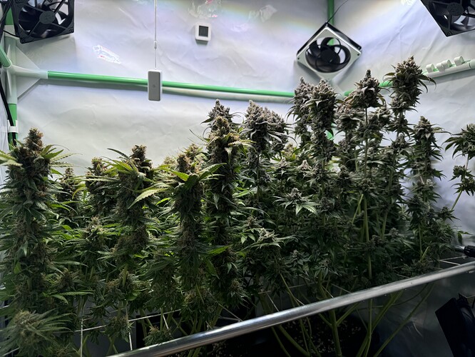 Growreport Bild 45