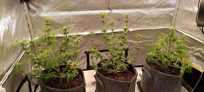 Growreport Bild 4