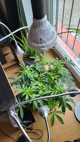 Growreport Bild 5