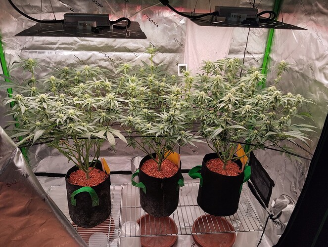Growreport Bild 7