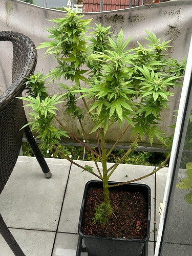 Growreport Bild 5