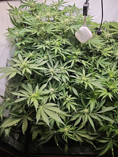Growreport Bild 47