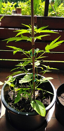 Growreport Bild 19