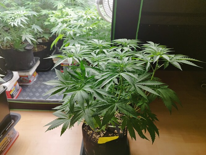 Eine junge Cannabispflanze in einem schwarzen Stofftopf, die sich in der Wachstumsphase befindet. Die Pflanze hat mehrere Verzweigungen und breite, grüne Blätter. Im Hintergrund sind weitere Pflanzen und Grow-Ausrüstung zu sehen.