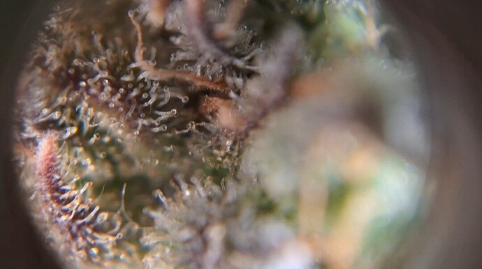 Growreport Bild 1