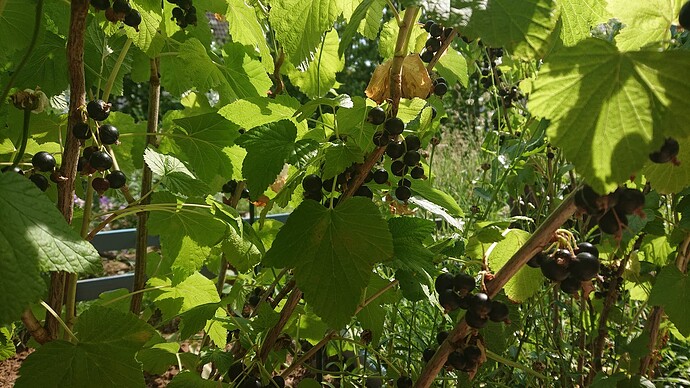 Growreport Bild 5