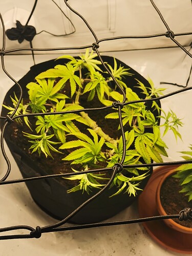 Growreport Bild 2