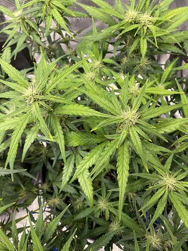 Growreport Bild 7