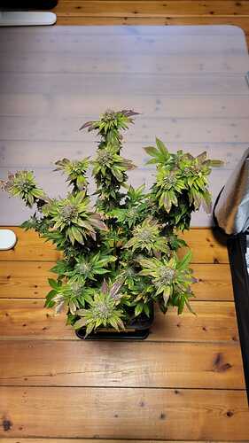 Growreport Bild 23