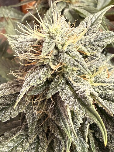 Growreport Bild 6