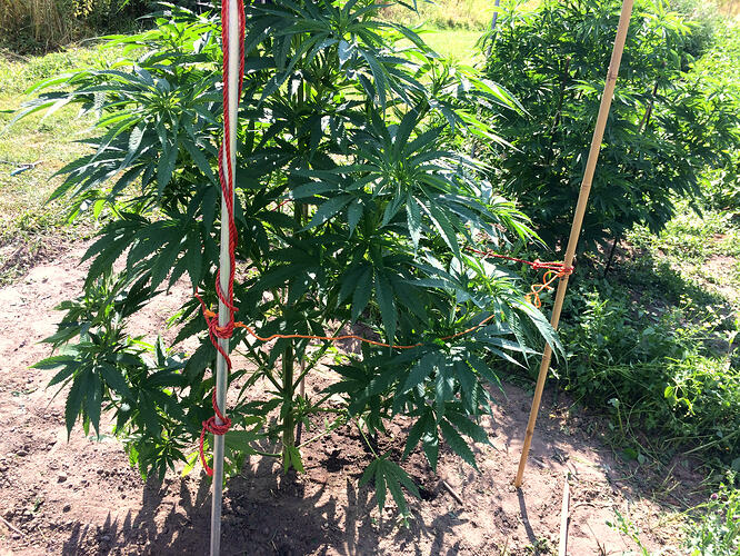 Grow26072505