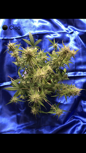 Growreport Bild 13