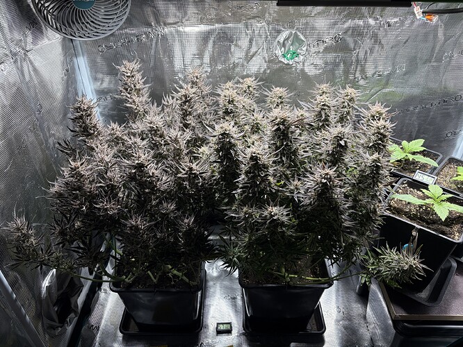 Growreport Bild 1