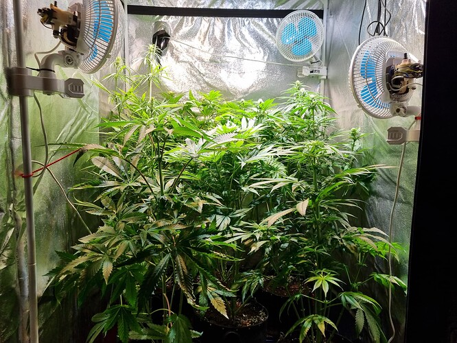 Mehrere Cannabis-Pflanzen in einem Zelt, die sich im Wuchs befinden, mit Ventilatoren und reflektierenden Wänden.