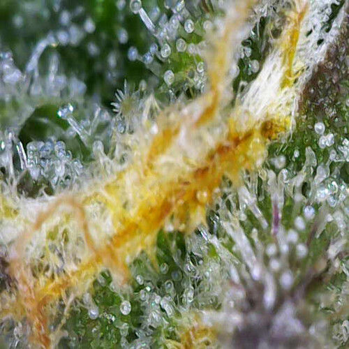 Growreport Bild 6