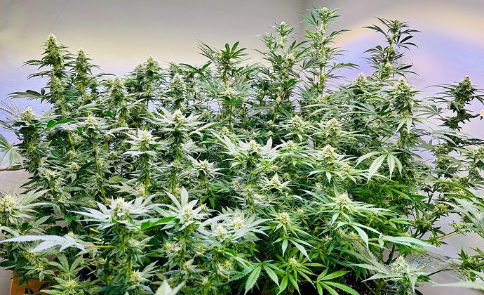 Growreport Bild 1