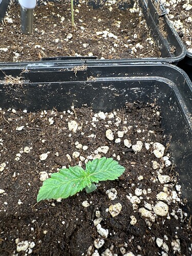 Growreport Bild 1
