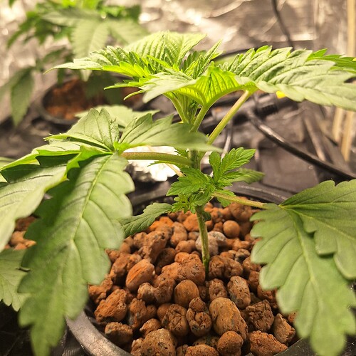 Ein junger Cannabissämling in einem Topf mit Blähton, der sich in der Wachstumsphase befindet.