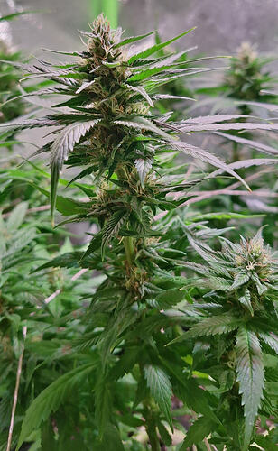 Growreport Bild 4