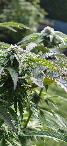 Growreport Bild 1