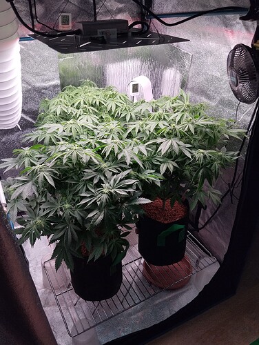 IMG_20250122_205405 - Kopie