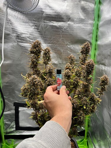 Growreport Bild 8
