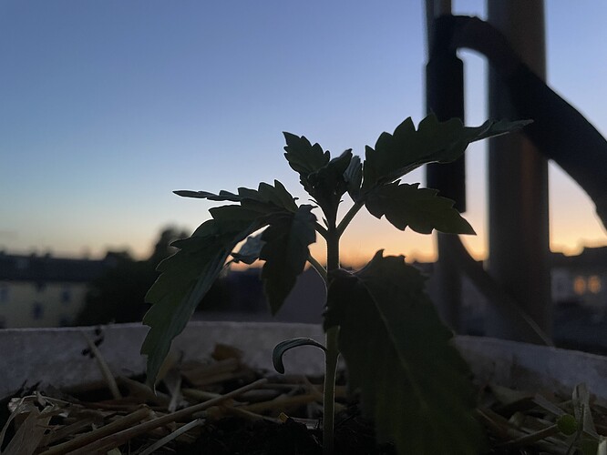 Growreport Bild 2
